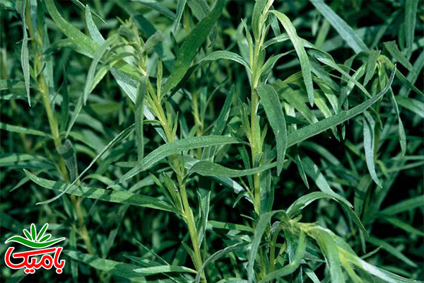 خواص سبزی ترخون